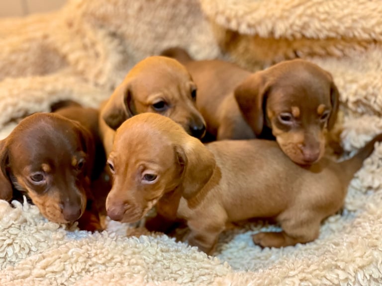Miniature Dachshund Puppies