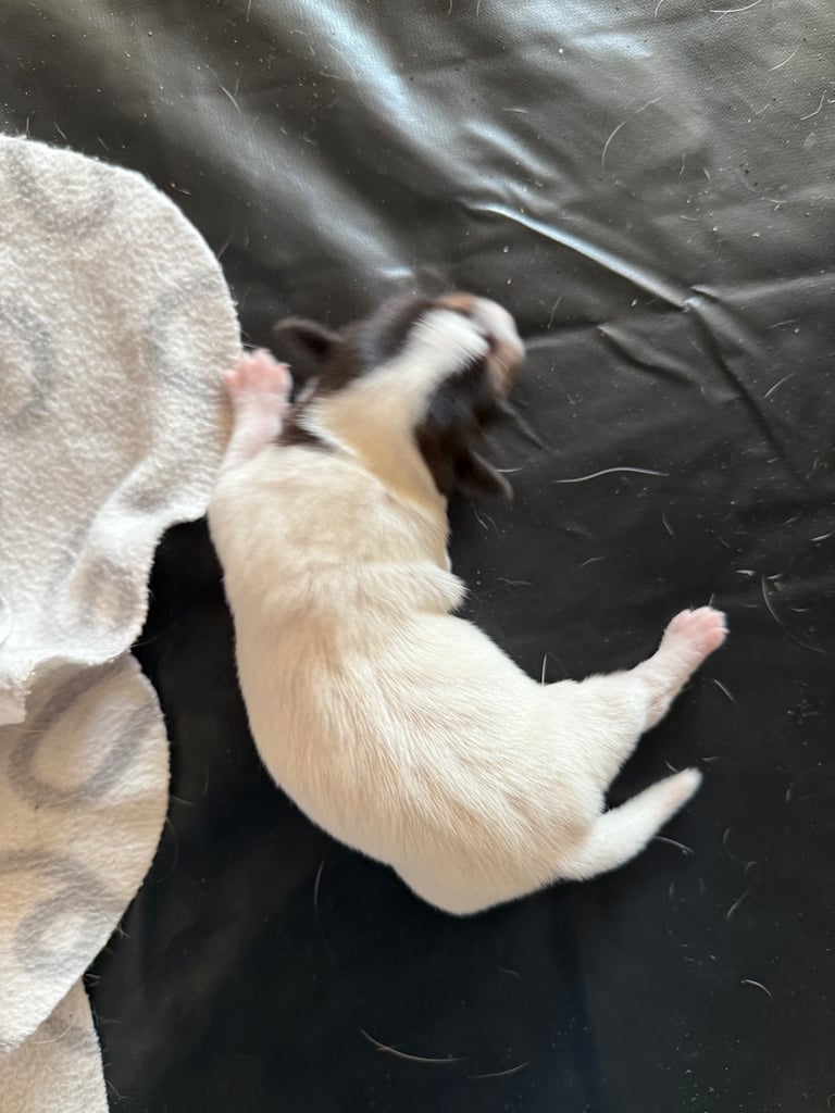 Jack Russell puppies 