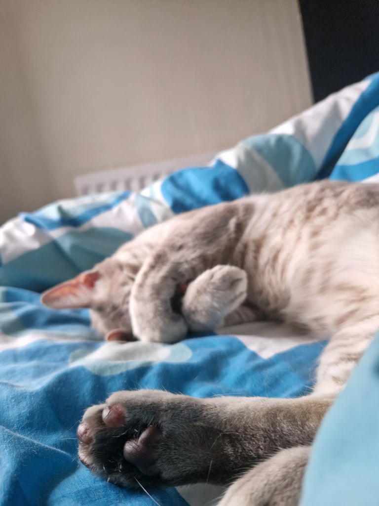 Looking for 1 bedroom