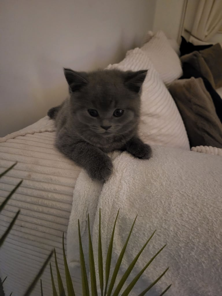 image for British short hair kitten 