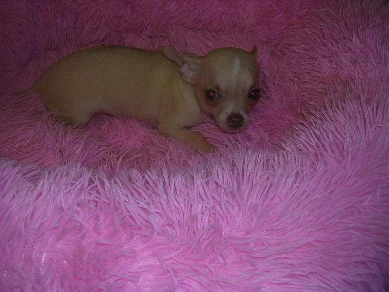 Full Breed Chihuahua puppies 2 boys available