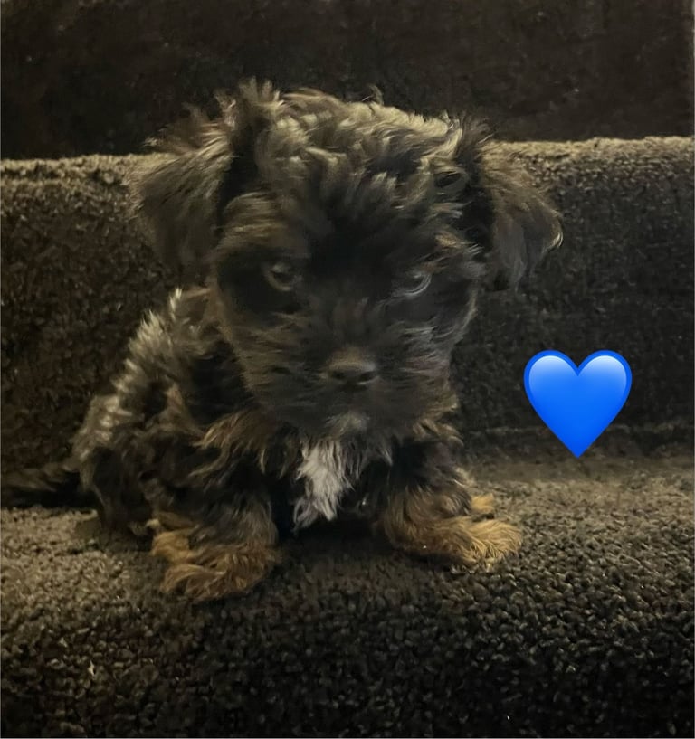 Gorgeous Yorkshire terrier puppies 