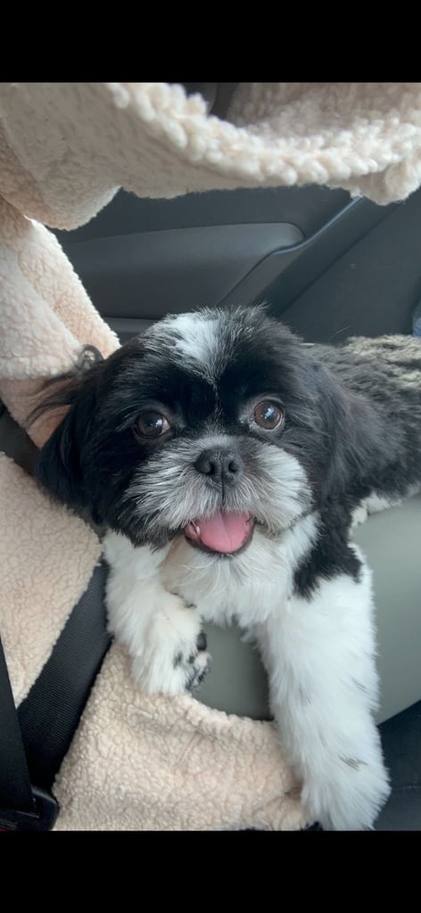 Shih tzu