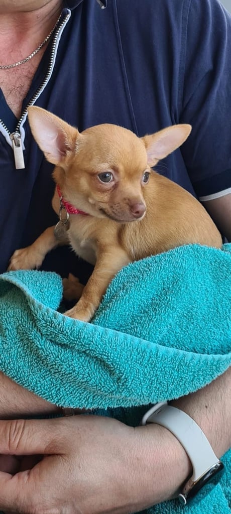 Young chihuahua female