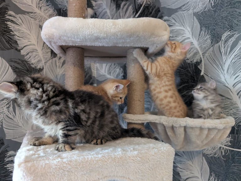 Kittens for sale 