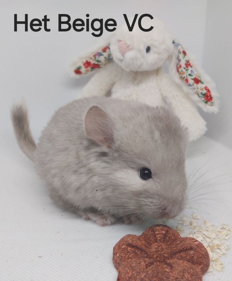 image for Various Chinchilla kits and prices