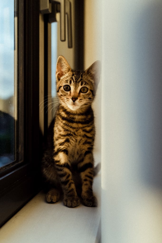 9 months old beautiful Boy kitten for sale