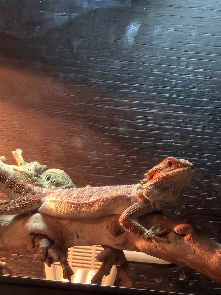 image for Bearded Dragon and Vivarium 