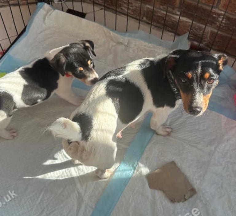 Jack Russell puppies 