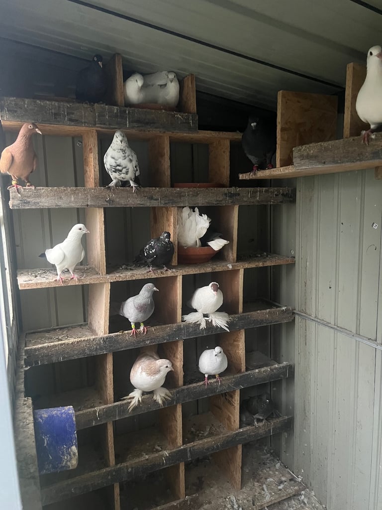 Pigeons