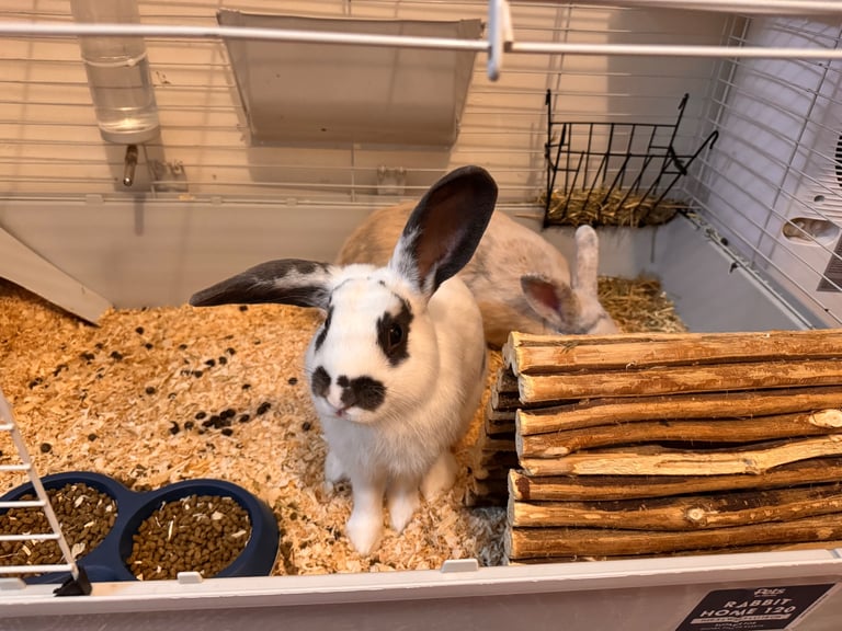 Two Male Rabbits for Sale – Moving Home
