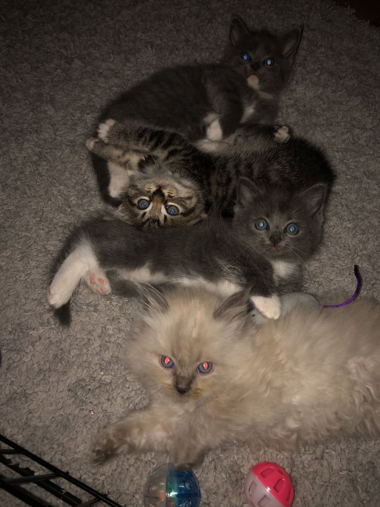 image for Kittens ragdoll mix