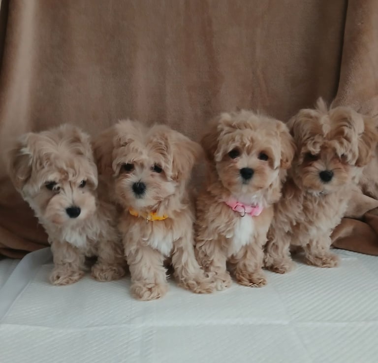 Stunning maltipoo pups 