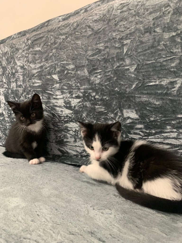 Kittens for sale 