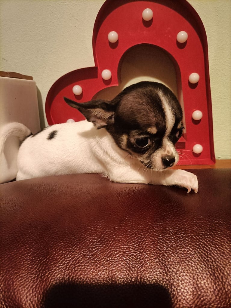 KC Chihuahua puppies 