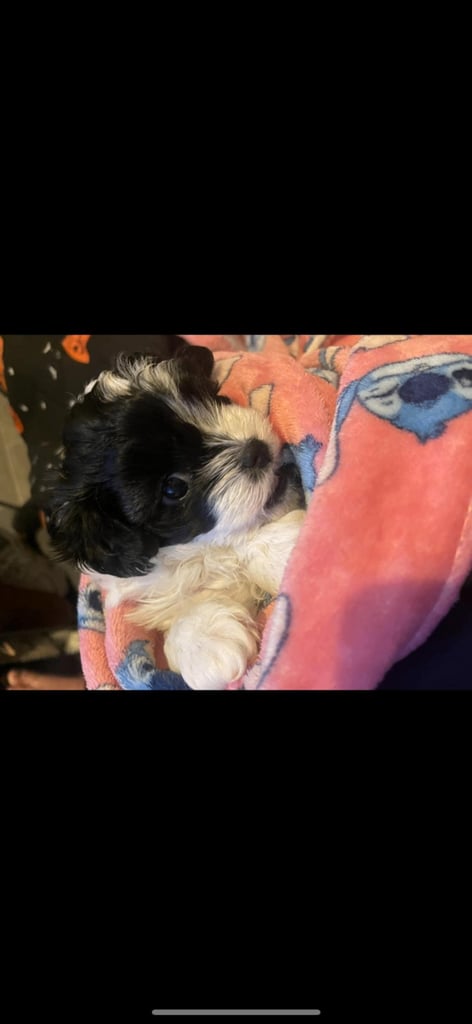 Last female Maltipoo