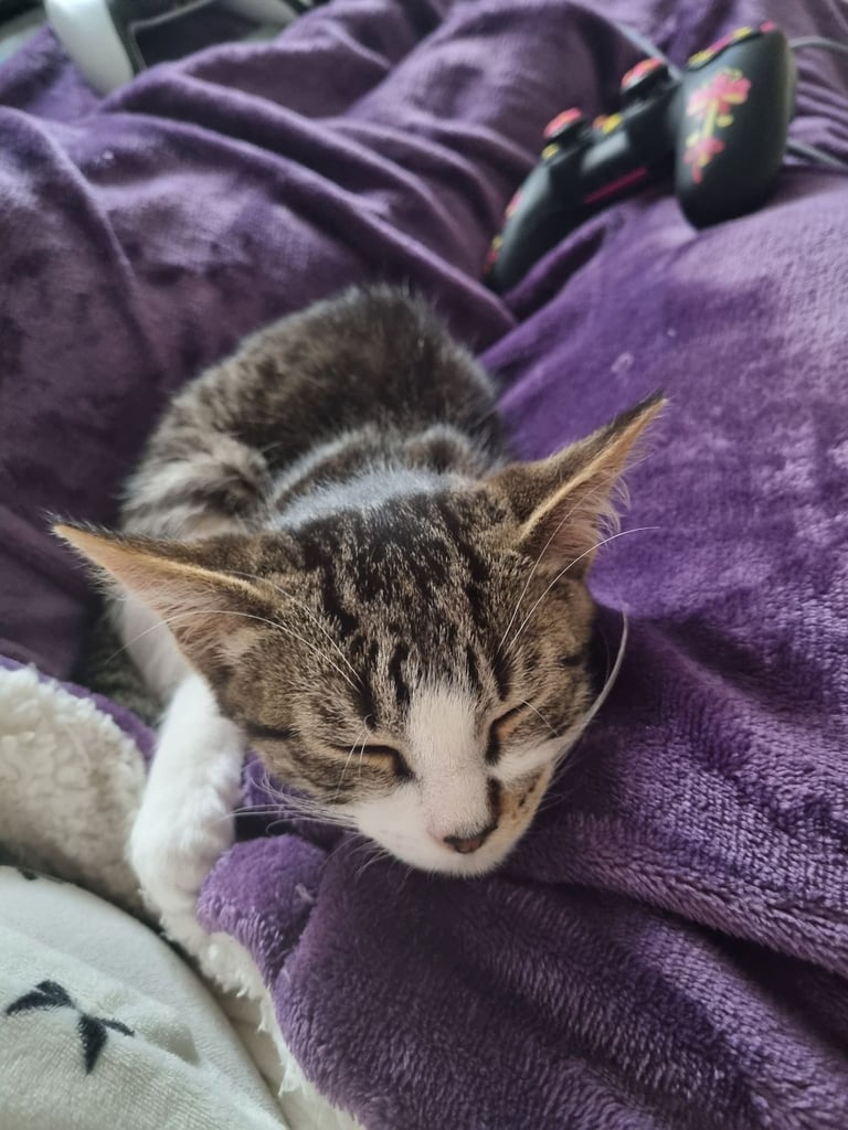 Home needed to re-home adorable kitten