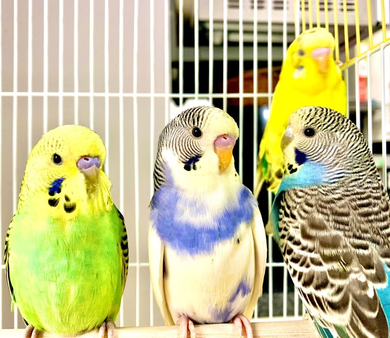 Beautiful Baby Budgies & Cages - Various Mutations.