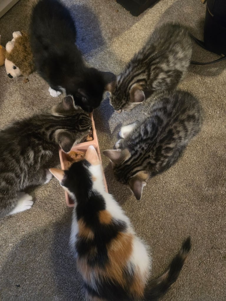 Kittens 