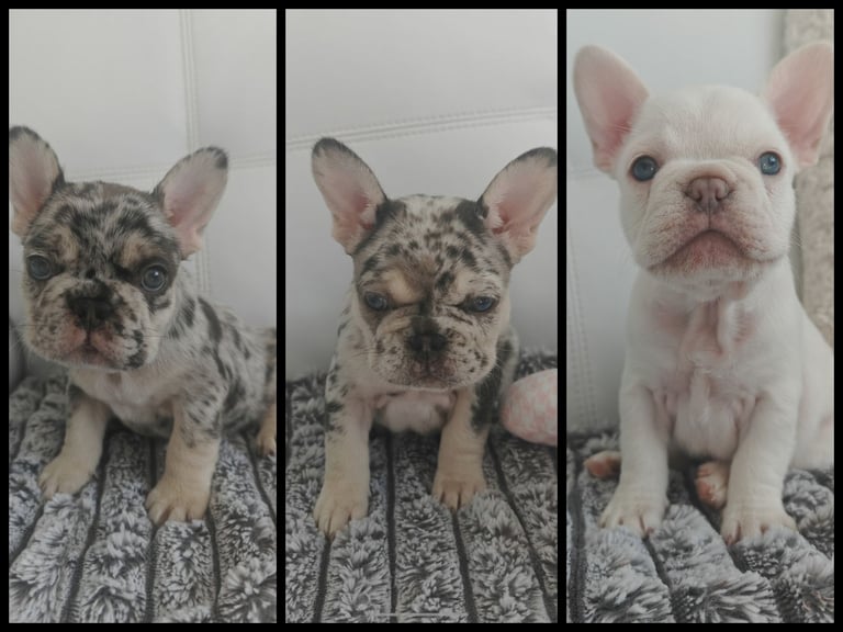 French bulldog puppies Coco fluffy carriers