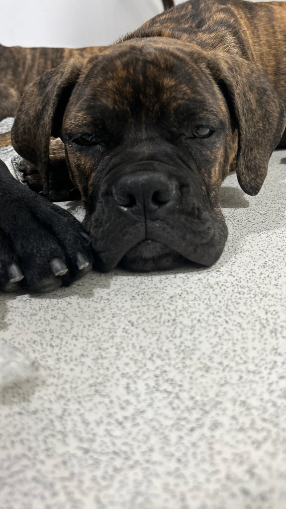 Presa Canario Puppy For Sale