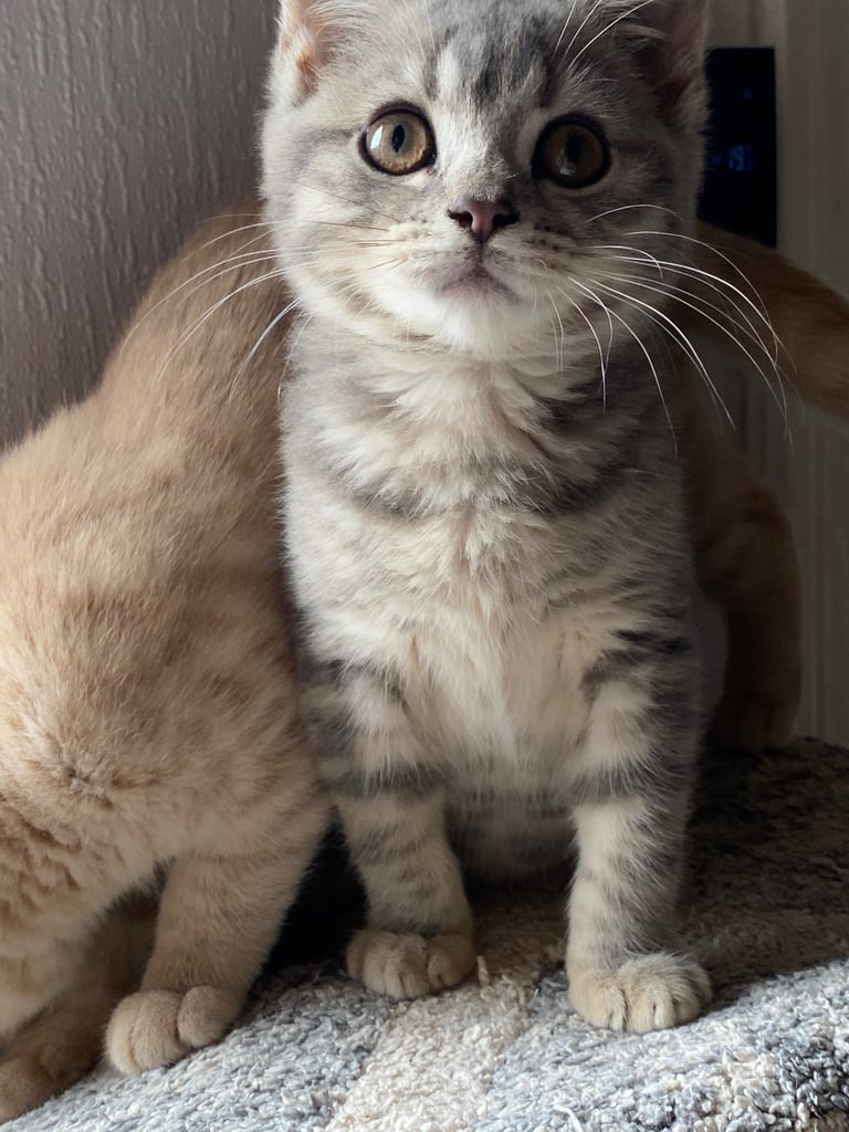 British shorthair kittens 