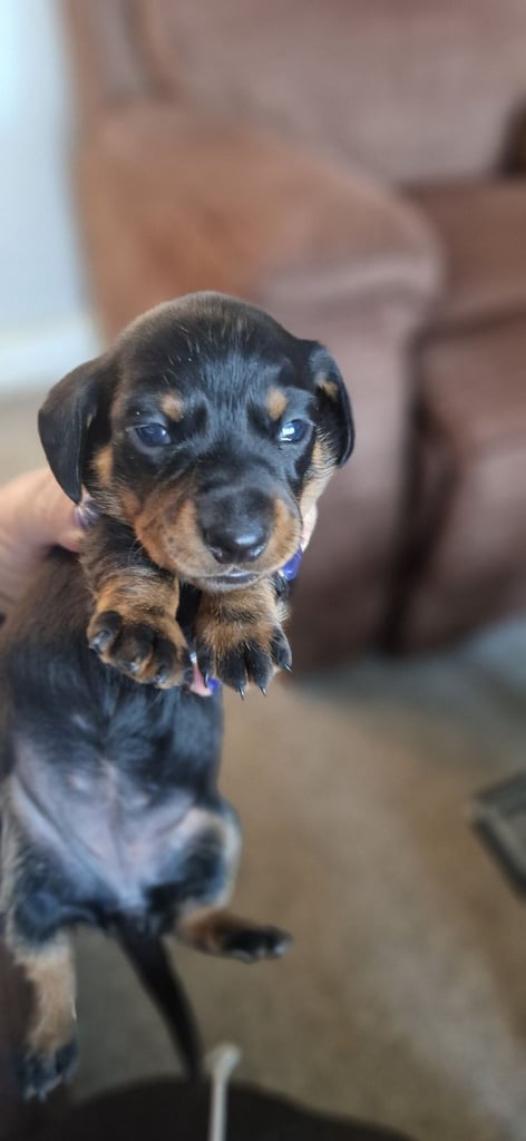 Dachsund puppies