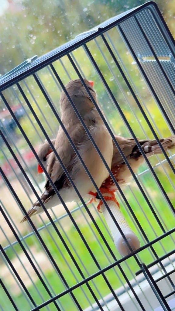 4 PAIRS OF BIG EXHIBITION SIZED CLOSE RUNG (ZFS) ZEBRA FINCHES