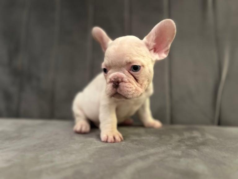 Dogs Puppies for Sale in Nottingham Nottinghamshire Gumtree