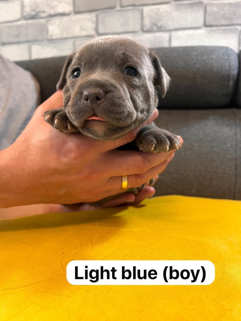 Champion-KC.Reg.Blue Staffordshire Bull Terrier 
