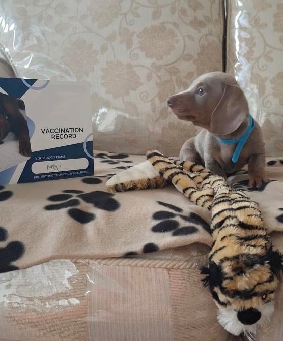 Miniature dachshund puppies (READY NOW)