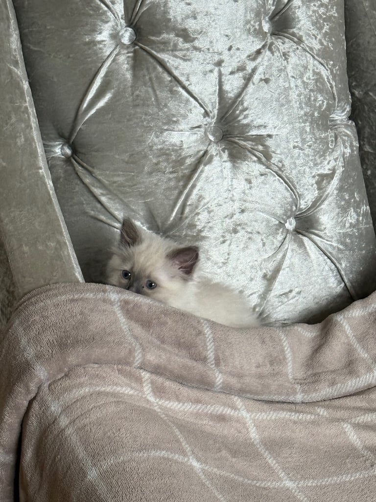 Kitten for sale 