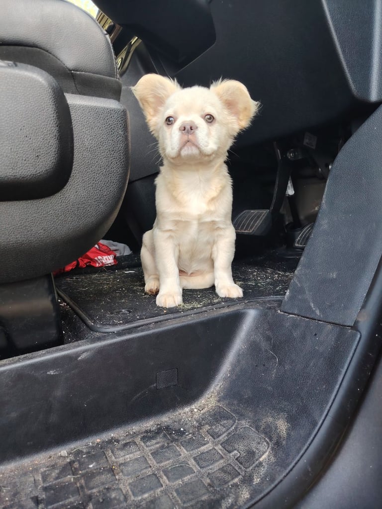 Beautiful frenchie pup for sale 