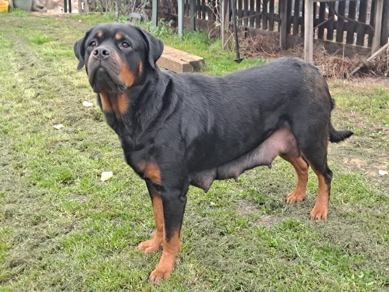 Rottweiler cross Bernese mountain dog puppies 