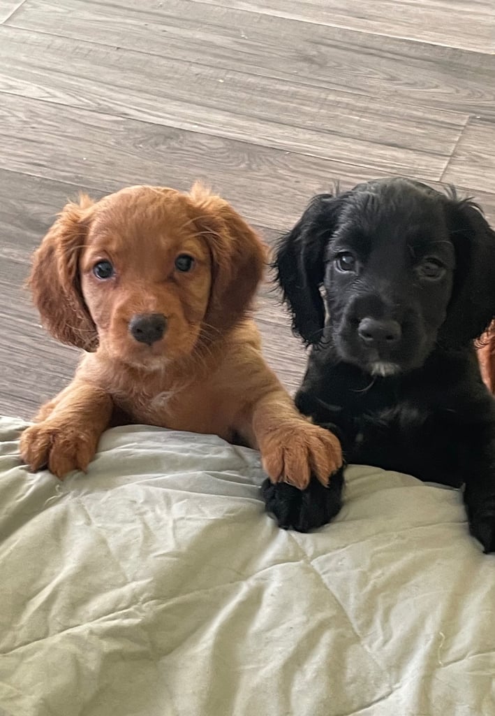 KC registered cocker spaniel puppy’s for sale 