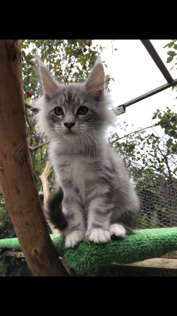 Maine coon kittens ready now