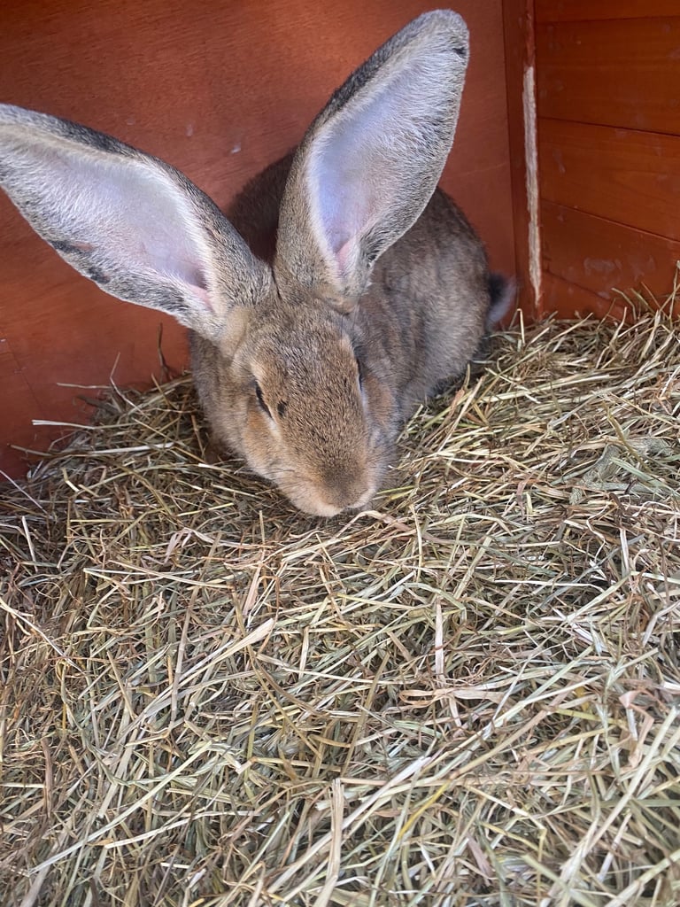 Continental giant rabbit 