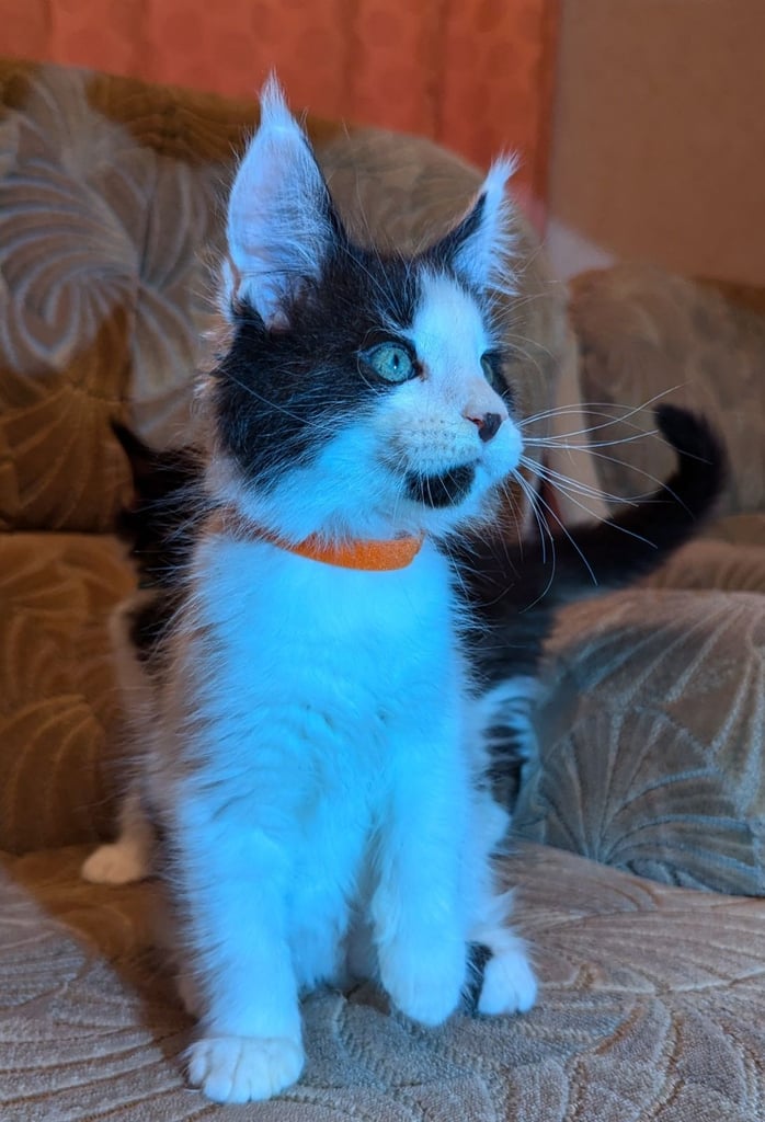 🐾 Giant GCCF Maine Coon Kitties 🐾