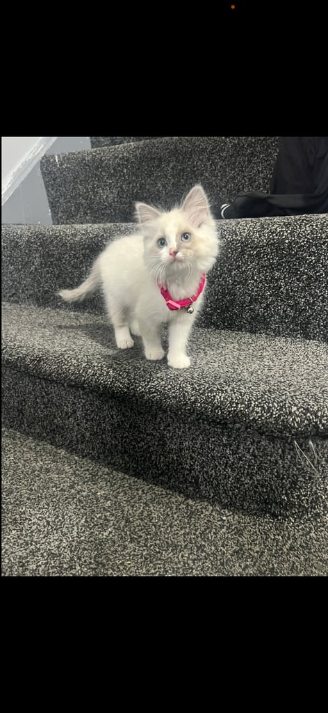 image for Pure Ragdoll 