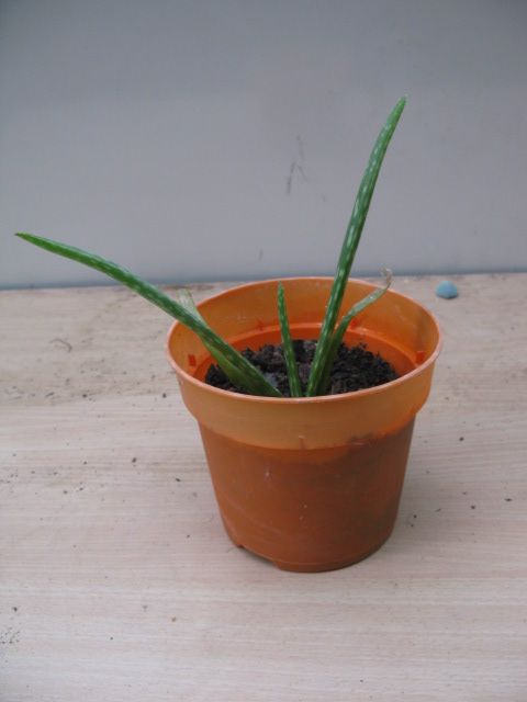 image for Aloe Vera plant