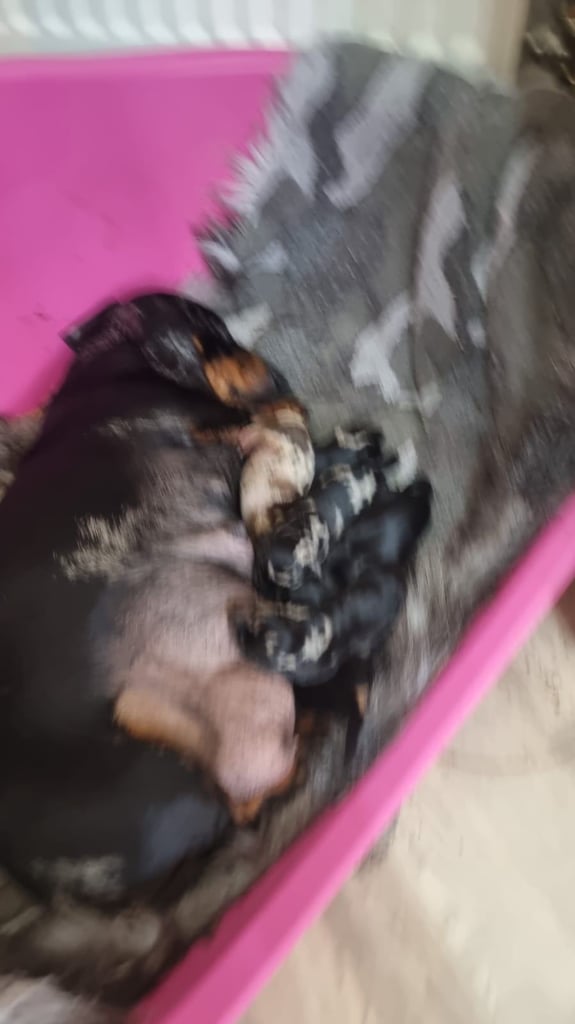 Dachsund puppies