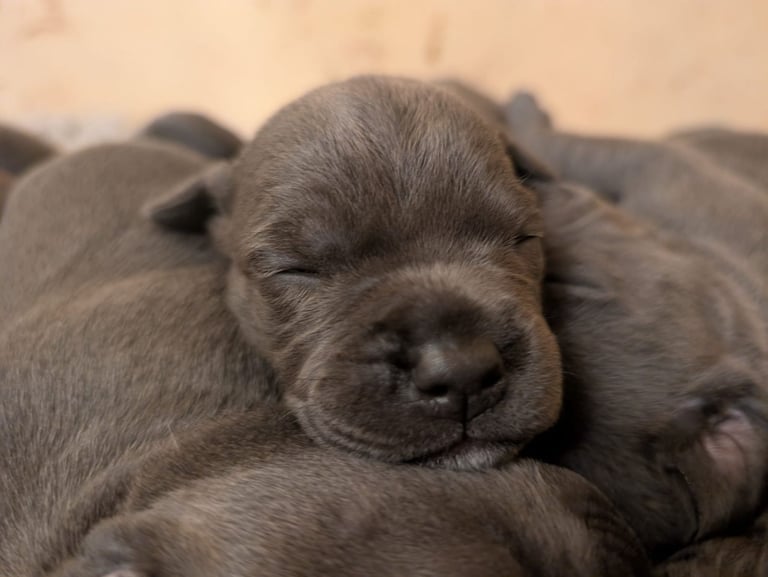 Blue Staffordshire Bull Terrier Puppiess