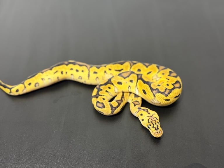 image for Royal Python Hatchlings