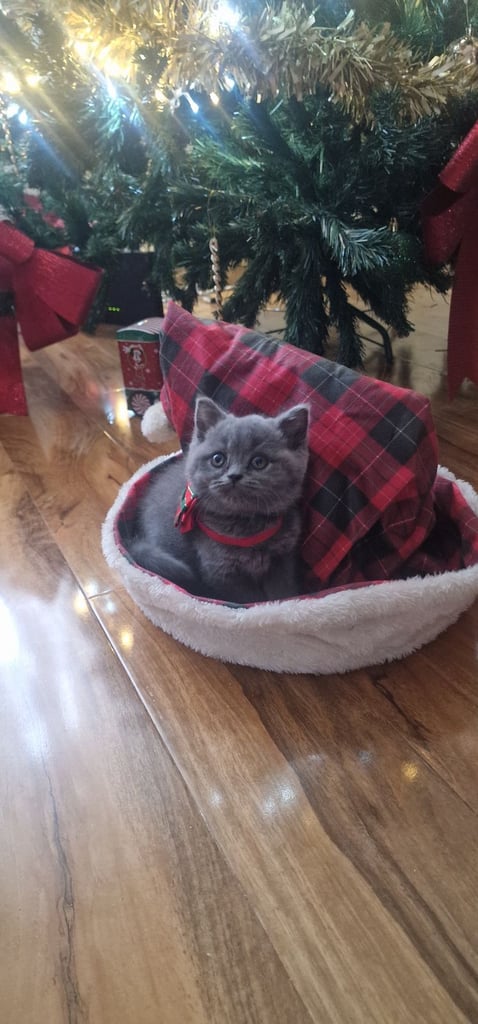  British Shorthair kittens ready to go