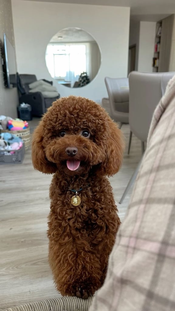 5-month-old male Toy Poodle