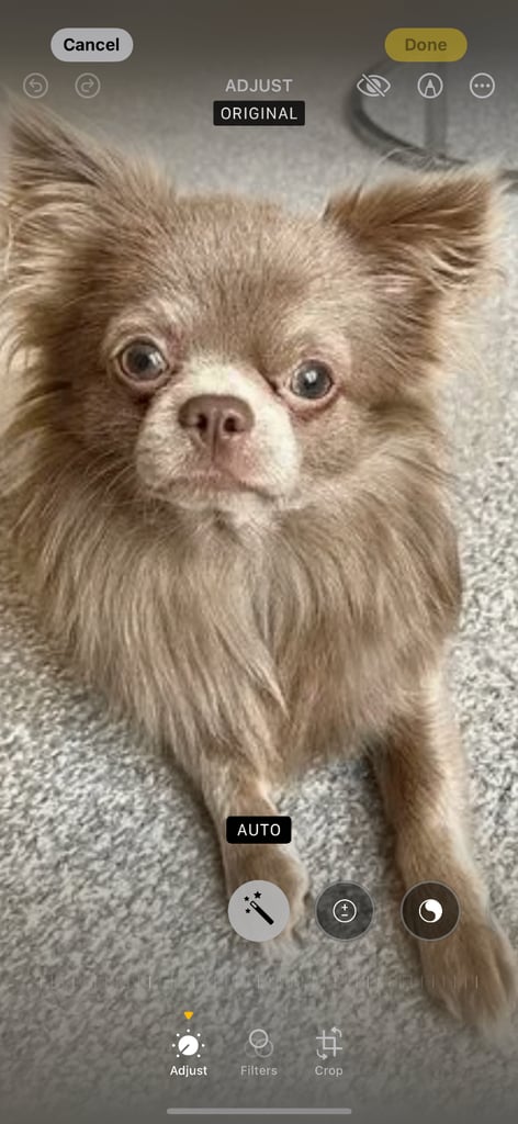 Chihuahua pup 