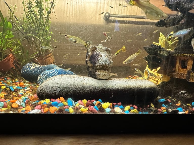 Mixed Guppies for sale