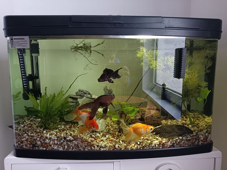 Fish and tank 