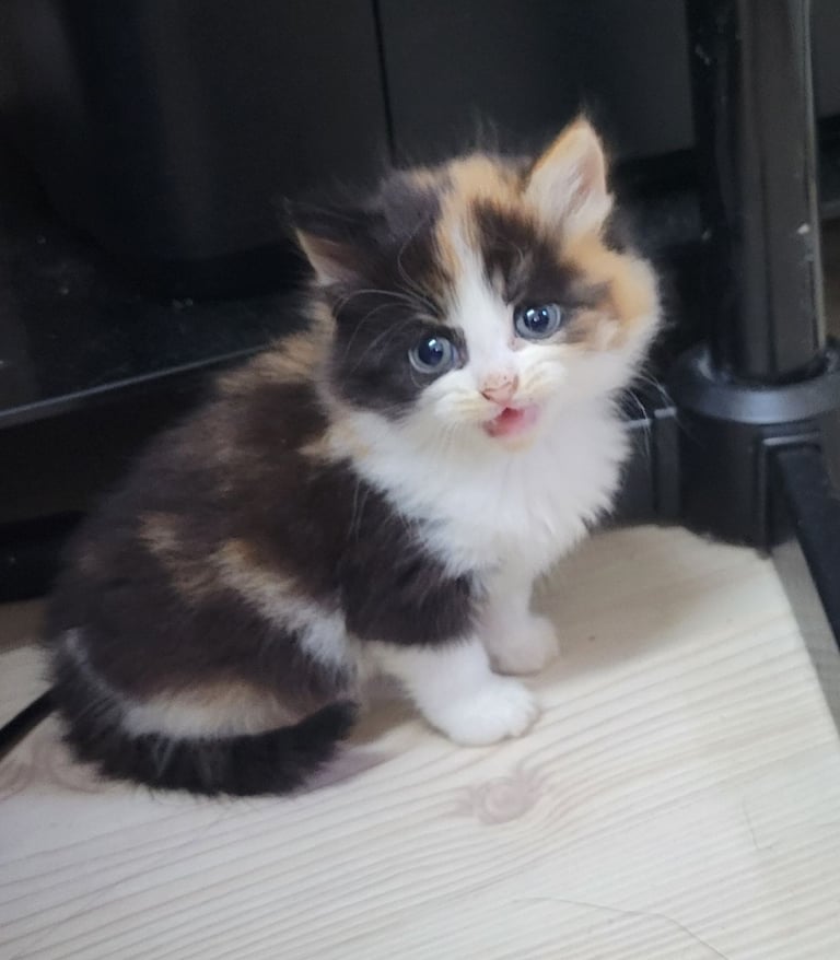 11 week old kitten /female 