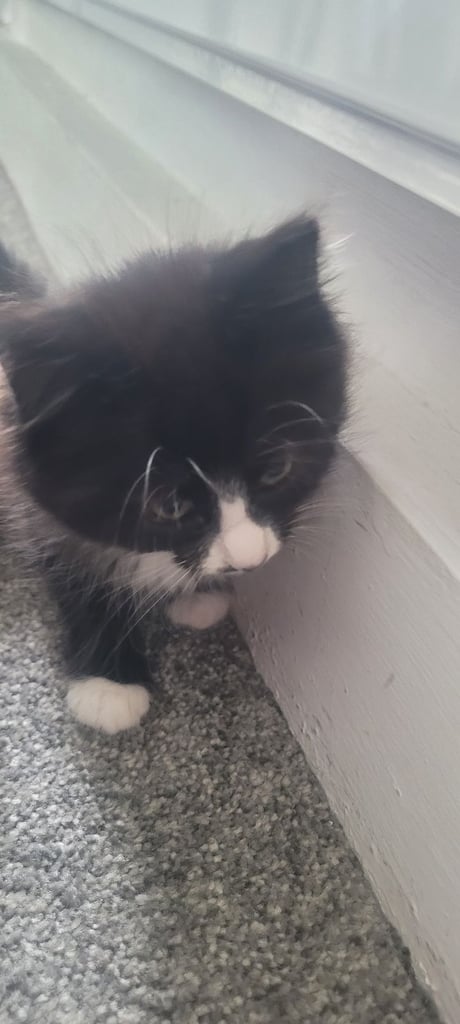 3 kittens 